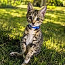 Tigger is registered to the contest to win money with this photo: kitten, cat, blue_collar, grass, outdoor, animal, pet, young_cat, tabby, nature, greenery, cute, feline, sitting, whiskers, sunlight, portrait, curious, small_animal, playful
