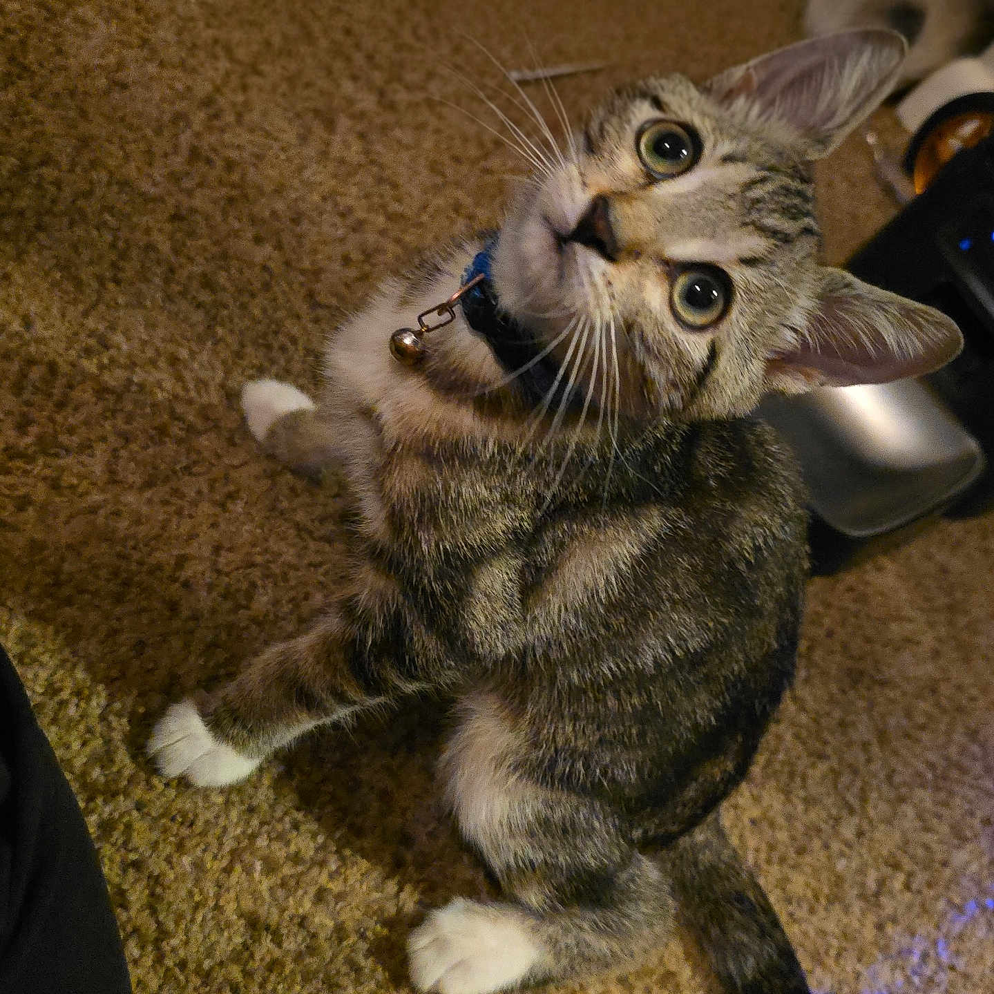 Tigger