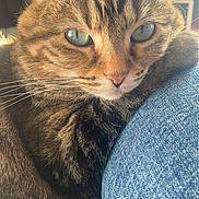 Naya a rejoint le concours — aidez-le/la à gagner de superbes lots ! abyssinian, animal, cat, clothing, couch, cushion, face, furniture, head, homedecor, indoors, jeans, kitten, manx, pants, person, pet, photography, portrait, sleeping