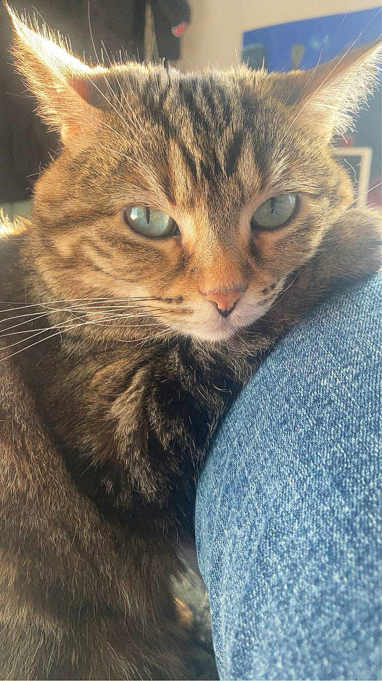 Naya a rejoint le concours — aidez-le/la à gagner de superbes lots ! abyssinian, animal, cat, clothing, couch, cushion, face, furniture, head, homedecor, indoors, jeans, kitten, manx, pants, person, pet, photography, portrait, sleeping