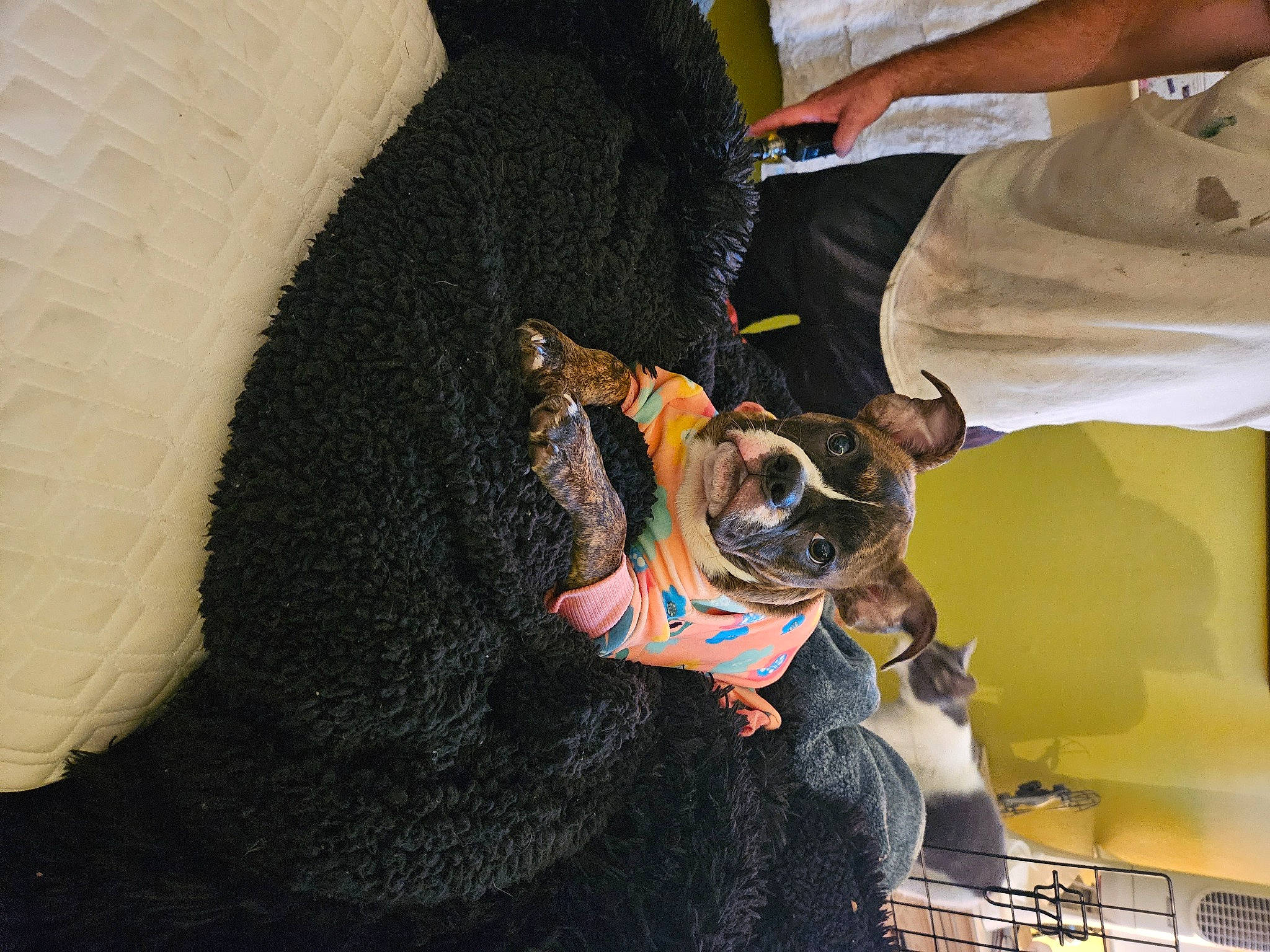 Ruby joined the competition — help win amazing prizes! canidae, carnivore, collar, companion_dog, dog, dog_breed, dog_clothes, dog_collar, dog_supply, eyewear, fawn, fur, leash, personal_protective_equipment, pet_supply, snout, sporting_group, tail, toy_dog, working_animal