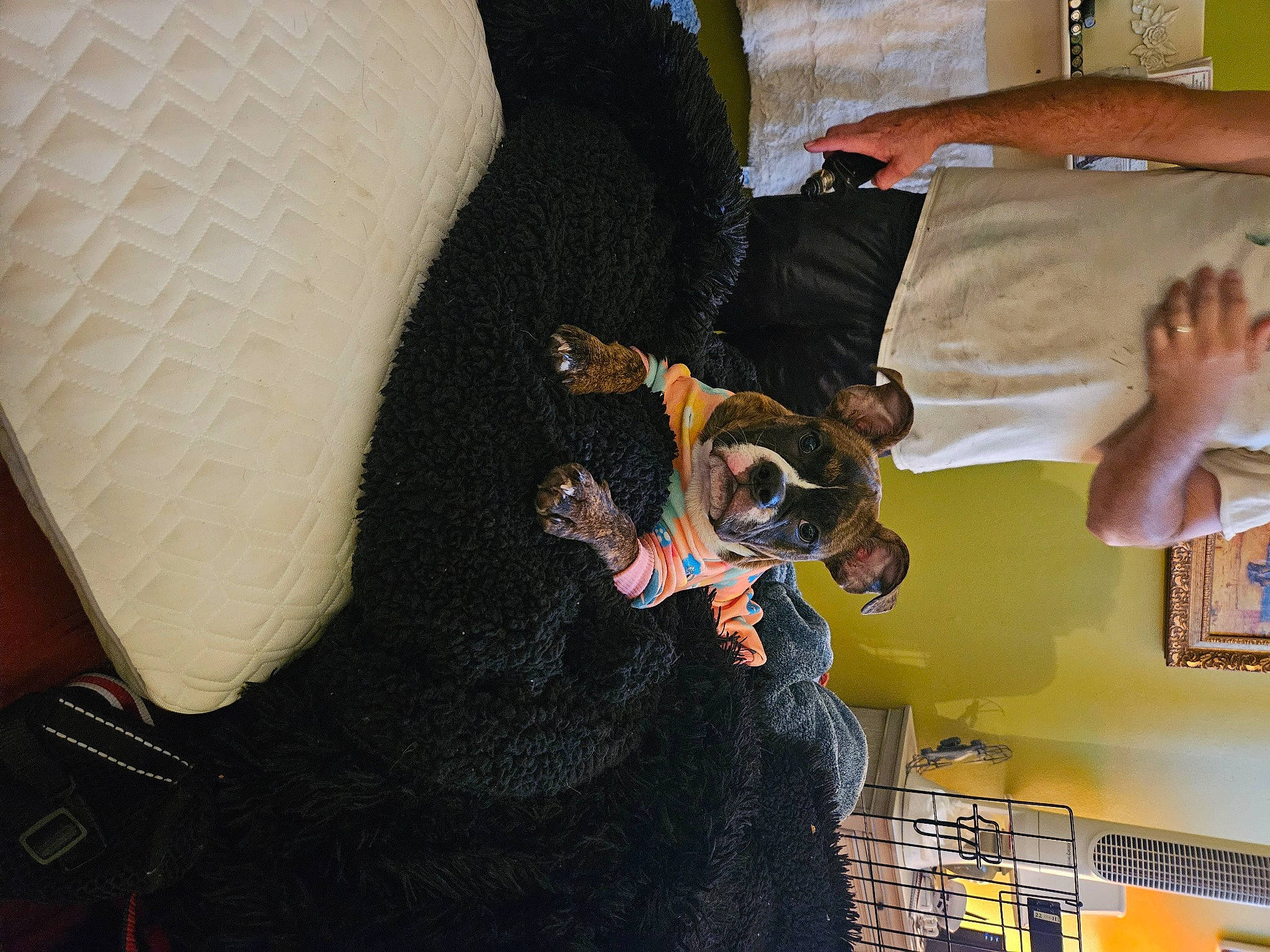 Ruby Sue is registered to the contest to win money with this photo: comfort, fun, gesture, hand, human_leg, linens, room, textile, throw_pillow, tree, wrist