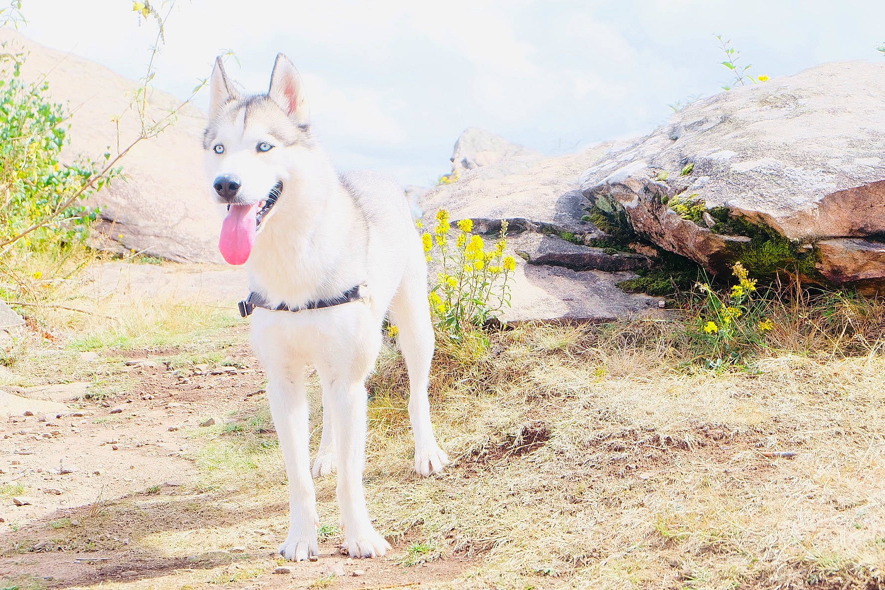 Arko participe au concours pour gagner de l'argent avec cette photo : canidae, carnivore, collar, companion_dog, dog, dog_breed, dog_collar, leash, mammal, sporting_group, tail, working_animal, working_dog