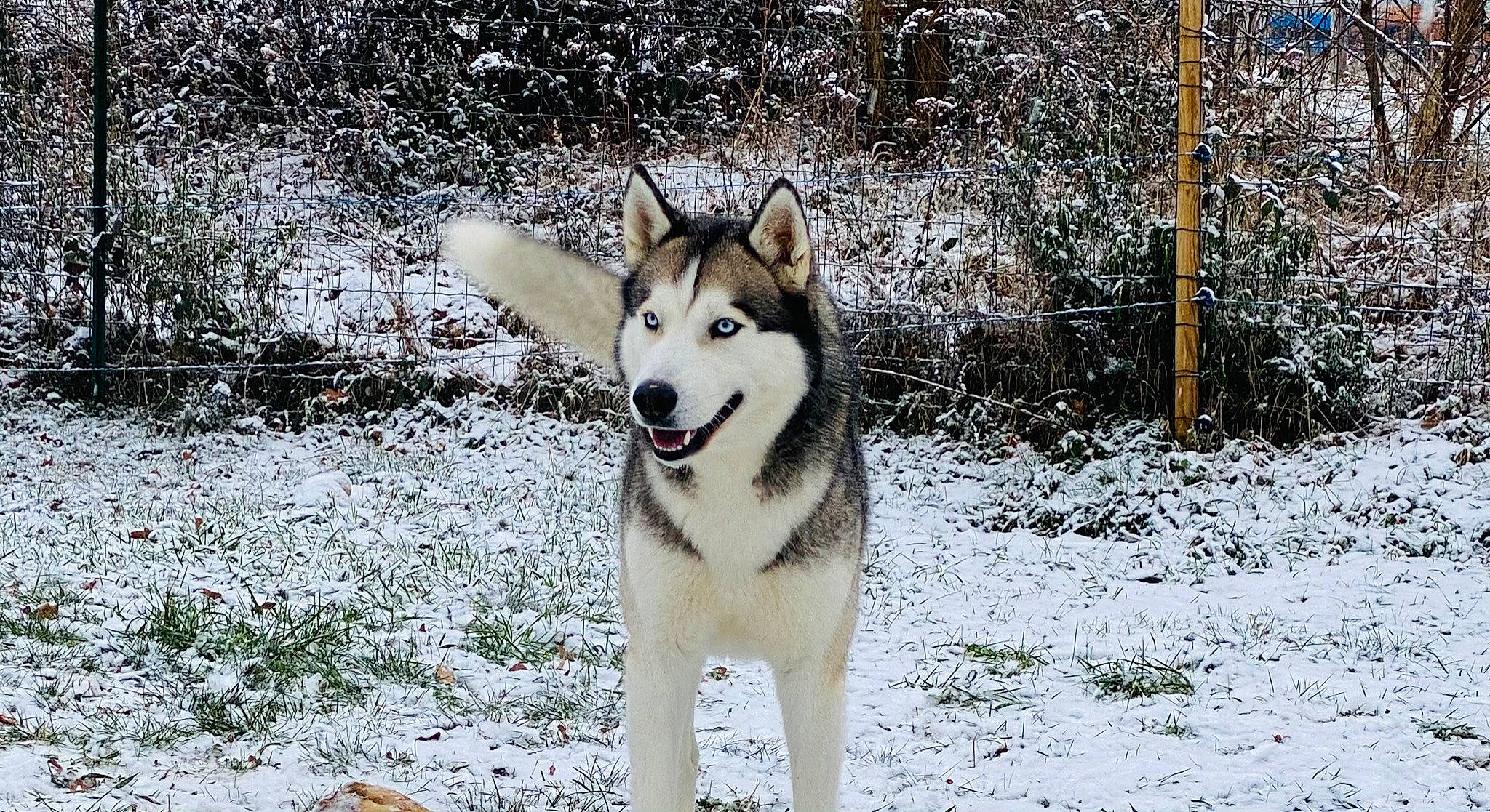 Arko a rejoint le concours — aidez-le/la à gagner de superbes lots ! canidae, canis, carnivore, dog, dog_breed, freezing, precipitation, sled_dog, snout, snow, whiskers, winter, wolf, wolfdog, working_animal, working_dog