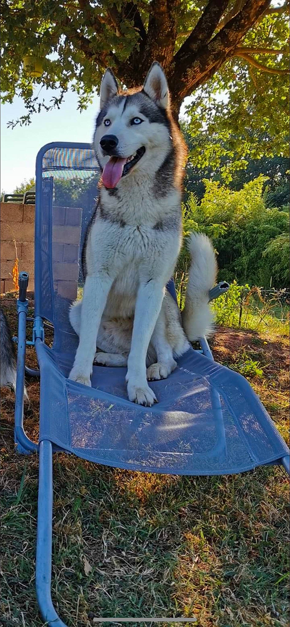 Arko a rejoint le concours — aidez-le/la à gagner de superbes lots ! canidae, canis, carnivore, collar, companion_dog, dog, dog_breed, dog_collar, dog_supply, fur, home_fencing, pet_supply, sled_dog, snout, sporting_group, tail, tongue, vertebrate, working_dog, yard