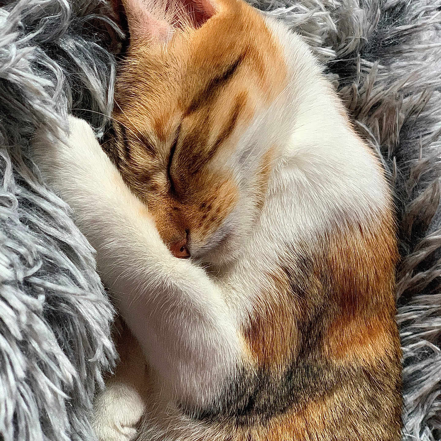 Pitchoune a rejoint le concours — aidez-le/la à gagner de superbes lots ! abyssinian, angora, animal, armchair, blanket, canine, cat, chair, clothing, couch, dog, fur, furniture, hound, kitten, manx, person, pet, siamese, sleeping