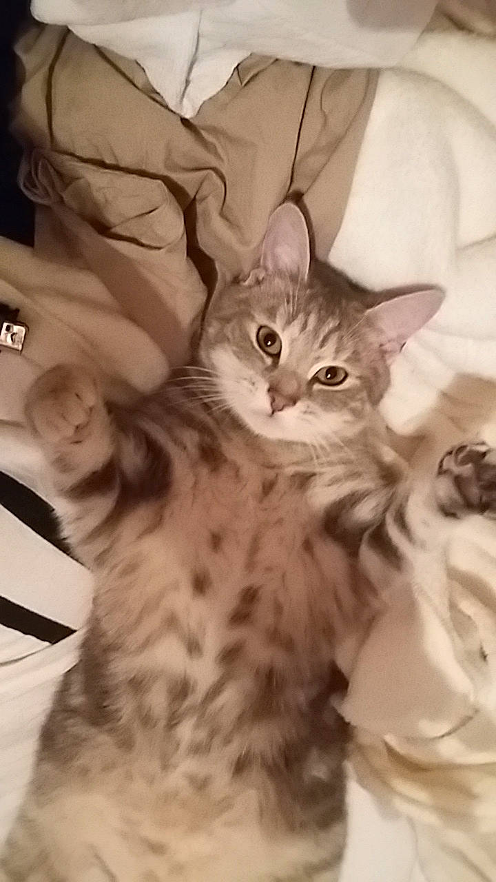 Mya a rejoint le concours — aidez-le/la à gagner de superbes lots ! american_shorthair, asian, carnivore, cat, domestic_short_haired_cat, dragon_li, egyptian_mau, european_shorthair, felidae, fur, kitten, maine_coon, mammal, pixie_bob, savannah, siberian, small_to_medium_sized_cats, tabby_cat, vertebrate, whiskers