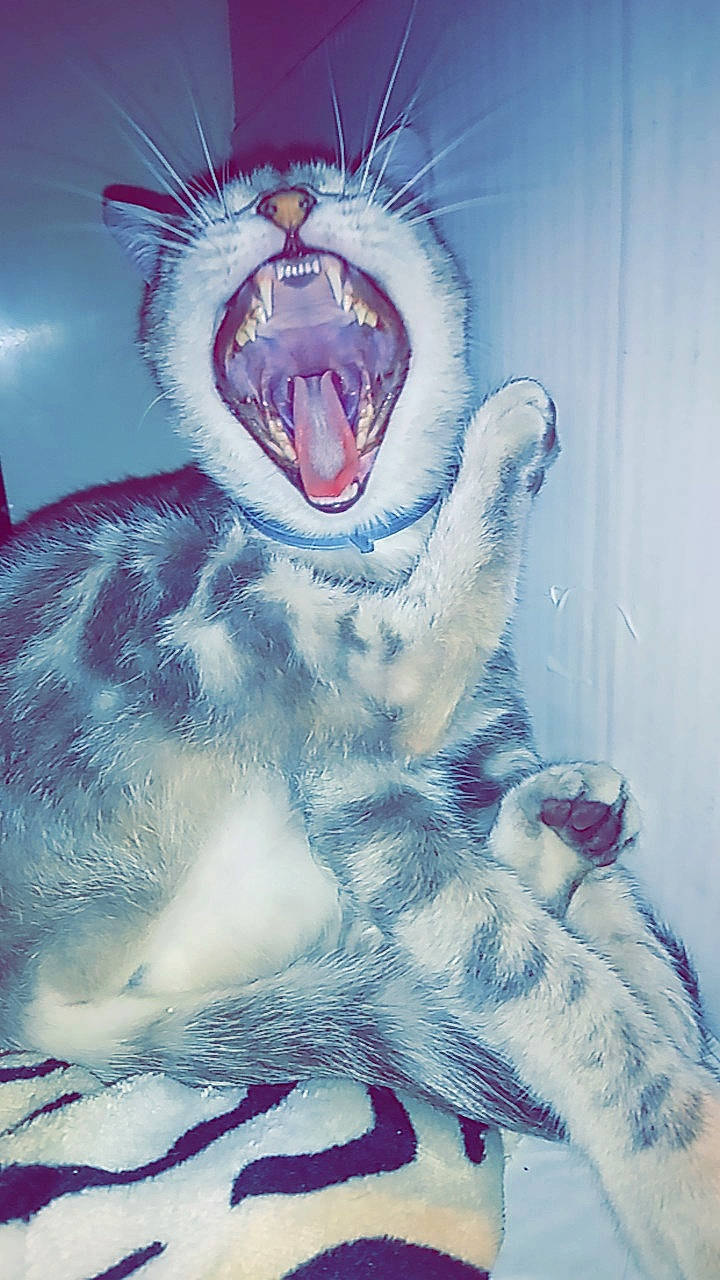 Mya participe au concours pour gagner de l'argent avec cette photo : art, cat, drawing, facial_expression, fang, felidae, fictional_character, illustration, jaw, organ, roar, tooth, watercolor_paint, whiskers, yawn