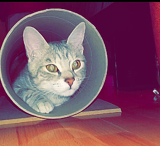 Mya a rejoint le concours — aidez-le/la à gagner de superbes lots ! american_wirehair, asian, burmilla, carnivore, cat, circle, dishware, domestic_short_haired_cat, european_shorthair, felidae, kitten, photo_caption, plate, small_to_medium_sized_cats, square, tabby_cat, whiskers