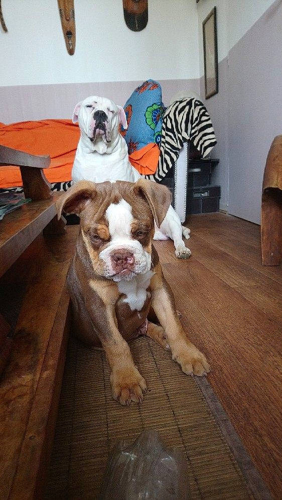 Roy participe au concours pour gagner de l'argent avec cette photo : american_bulldog, australian_bulldog, boxer, british_bulldogs, bulldog, canidae, carnivore, companion_dog, dog, dog_breed, dorset_olde_tyme_bulldogge, fawn, mammal, non_sporting_group, old_english_bulldog, olde_english_bulldogge, pit_bull, sporting_group, valley_bulldog, vertebrate