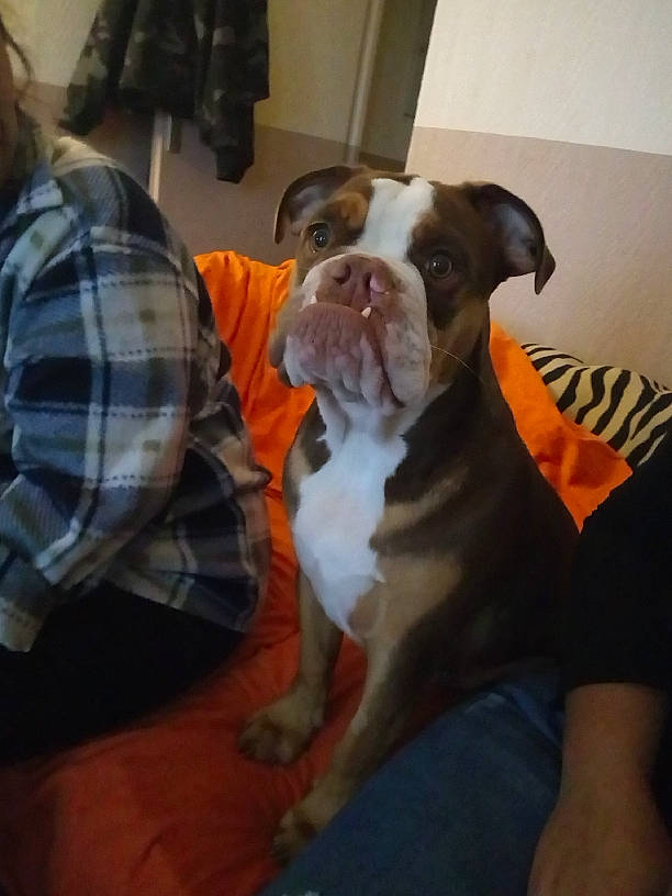 Roy participe au concours pour gagner de l'argent avec cette photo : american_bulldog, boxer, bulldog, canidae, carnivore, companion_dog, dog, dog_breed, dorset_olde_tyme_bulldogge, fawn, mammal, non_sporting_group, old_english_bulldog, olde_english_bulldogge, pit_bull, puppy, rare_breed_dog, snout, sporting_group, valley_bulldog