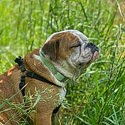 Winnie joined the competition — help win amazing prizes! dog, bulldog, pet, animal, outdoor, grass, nature, greenery, collar, harness, closeup, sitting, calm, sunlight, mammal, canine, sideview, fur, portrait, peaceful