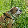 dog, bulldog, pet, animal, outdoor, grass, nature, greenery, collar, harness, closeup, sitting, calm, sunlight, mammal, canine, sideview, fur, portrait, peaceful