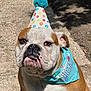 Winnie is registered to the contest to win money with this photo: bulldog, dog, birthday_hat, bandana, outdoor, sunlight, shadow, pavement, pet, animal, wrinkles, brown_and_white, closeup, portrait, sitting, cute, expression, celebration, festive, canine