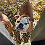 Winnie joined the competition — help win amazing prizes! dog, bulldog, brown, white, pet, animal, outdoor, leaves, autumn, fall, nature, curious, looking_up, closeup, two_dogs, ears, face, fur, daylight, ground