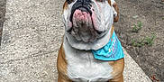 Winnie is registered to the contest to win money with this photo: bulldog, dog, birthday_hat, birthday_bandana, pet, outdoor, concrete_path, animal, brown_and_white, sitting, portrait, looking_up, cute, adorable, pet_accessory, celebration, daylight, fence, grass, nature