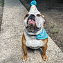bulldog, dog, birthday_hat, birthday_bandana, pet, outdoor, concrete_path, animal, brown_and_white, sitting, portrait, looking_up, cute, adorable, pet_accessory, celebration, daylight, fence, grass, nature