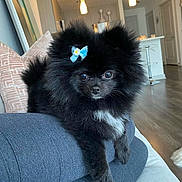 Chloé is registered to the contest to win money with this photo: dog, puppy, pomeranian, black_dog, bow, cute, fluffy, pet, indoor, living_room, cushion, sofa, floor, decor, modern, curious, small_dog, animal, companion, cozy