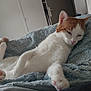 Melanie Moigner participe au concours pour gagner de l'argent avec cette photo : cat, orange_and_white, sleepy, lounging, blanket, blue_blanket, indoor, door, cozy, pet, feline, paw, fur, relaxed, resting, home, bedroom, animal, cute, whiskers