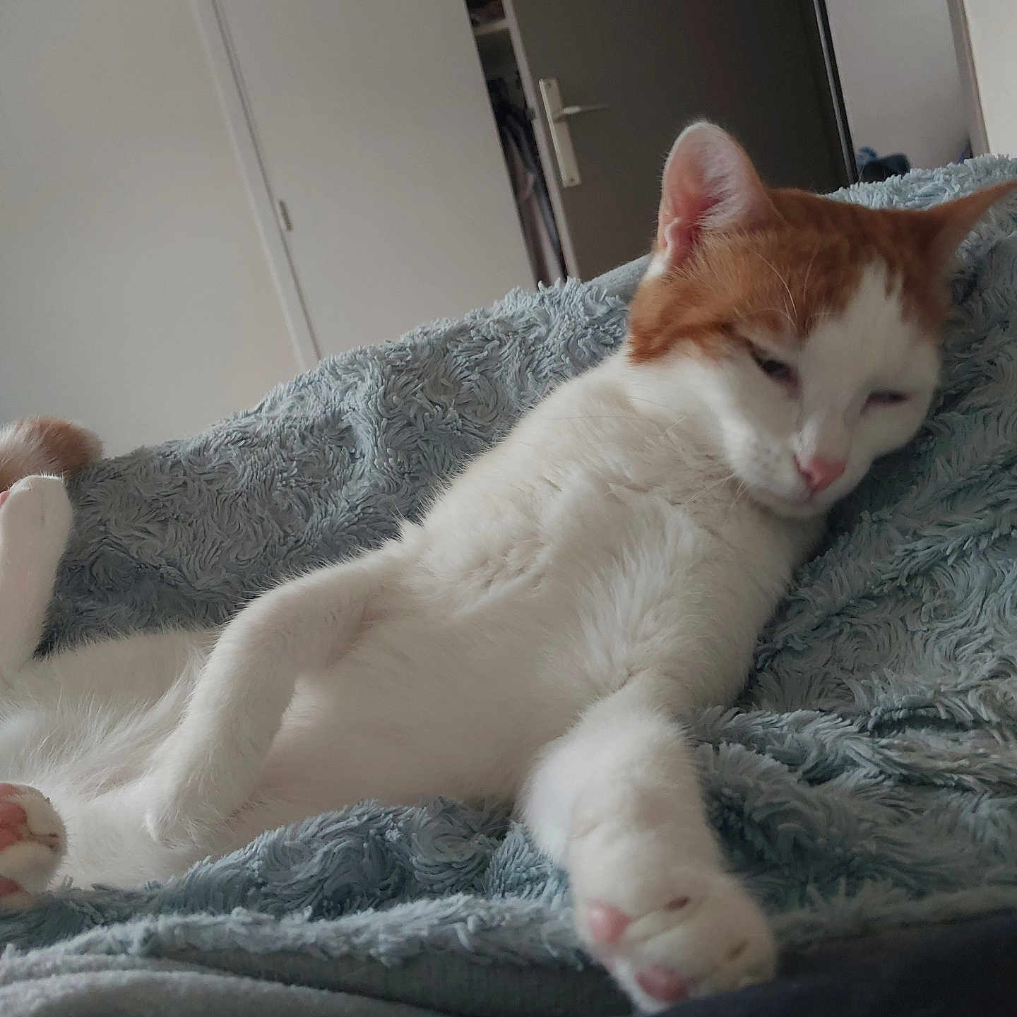 Melanie Moigner participe au concours pour gagner de l'argent avec cette photo : animal, bedroom, blanket, blue_blanket, cat, cozy, cute, door, feline, fur, home, indoor, lounging, orange_and_white, paw, pet, relaxed, resting, sleepy, whiskers