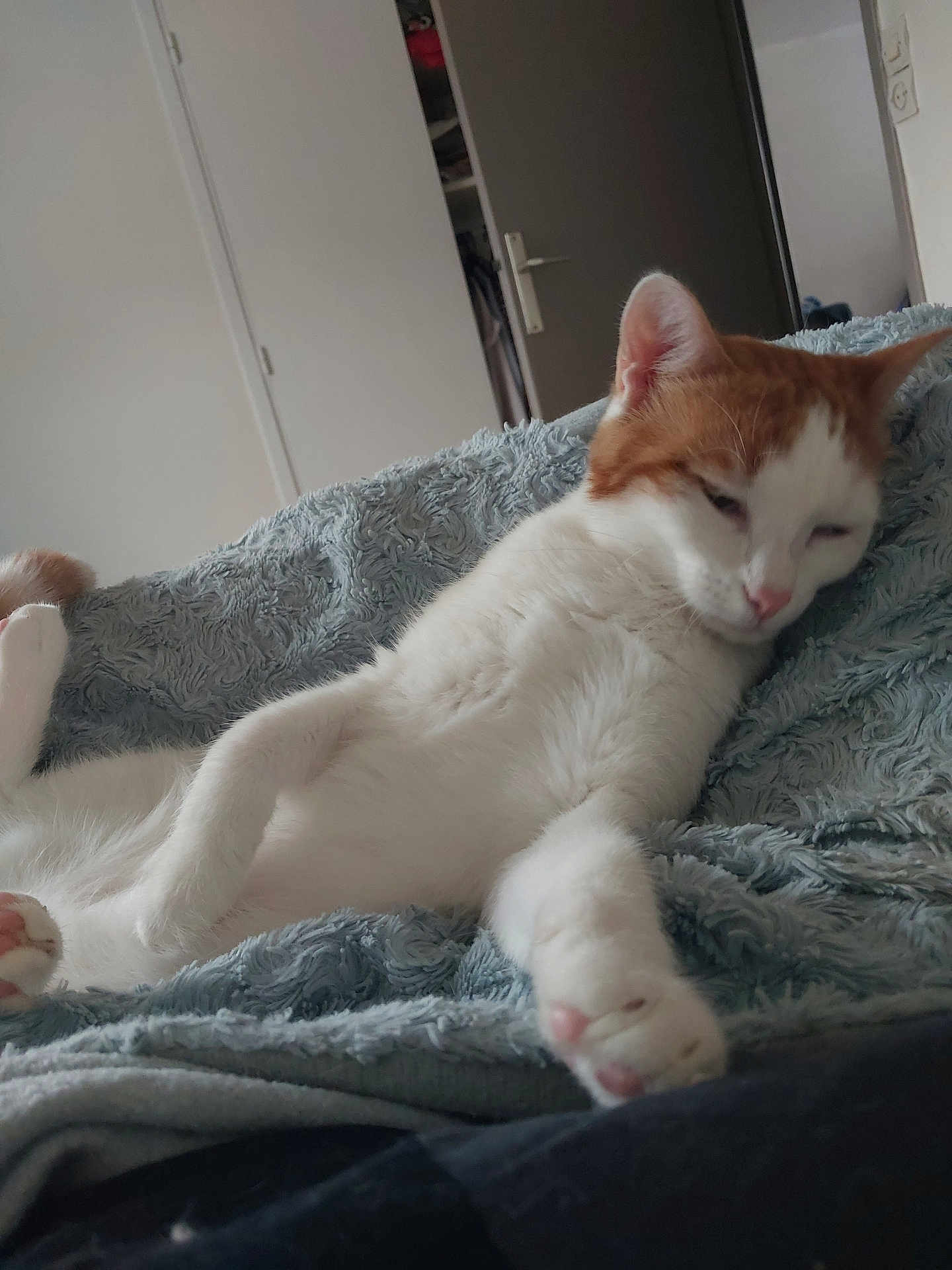 Melanie Moigner participe au concours pour gagner de l'argent avec cette photo : cat, orange_and_white, sleepy, lounging, blanket, blue_blanket, indoor, door, cozy, pet, feline, paw, fur, relaxed, resting, home, bedroom, animal, cute, whiskers