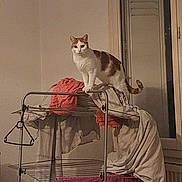 Melanie Moigner a rejoint le concours — aidez-le/la à gagner de superbes lots ! cat, laundry_rack, clothing, towel, indoor, window, curious, white_wall, fabric, pet, household_item, domestic, orange_and_white_cat, furniture, window_shutter, hanging_clothes, domestic_cat, standing, looking, cozy