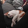 Melanie Moigner participe au concours pour gagner de l'argent avec cette photo : animal, blanket, cat, comfort, couch, cozy, curled_up, fur, home, indoor, legs, living_room, nap, orange_and_white_cat, person, pet, relaxing, resting, soft_fabric, wooden_floor