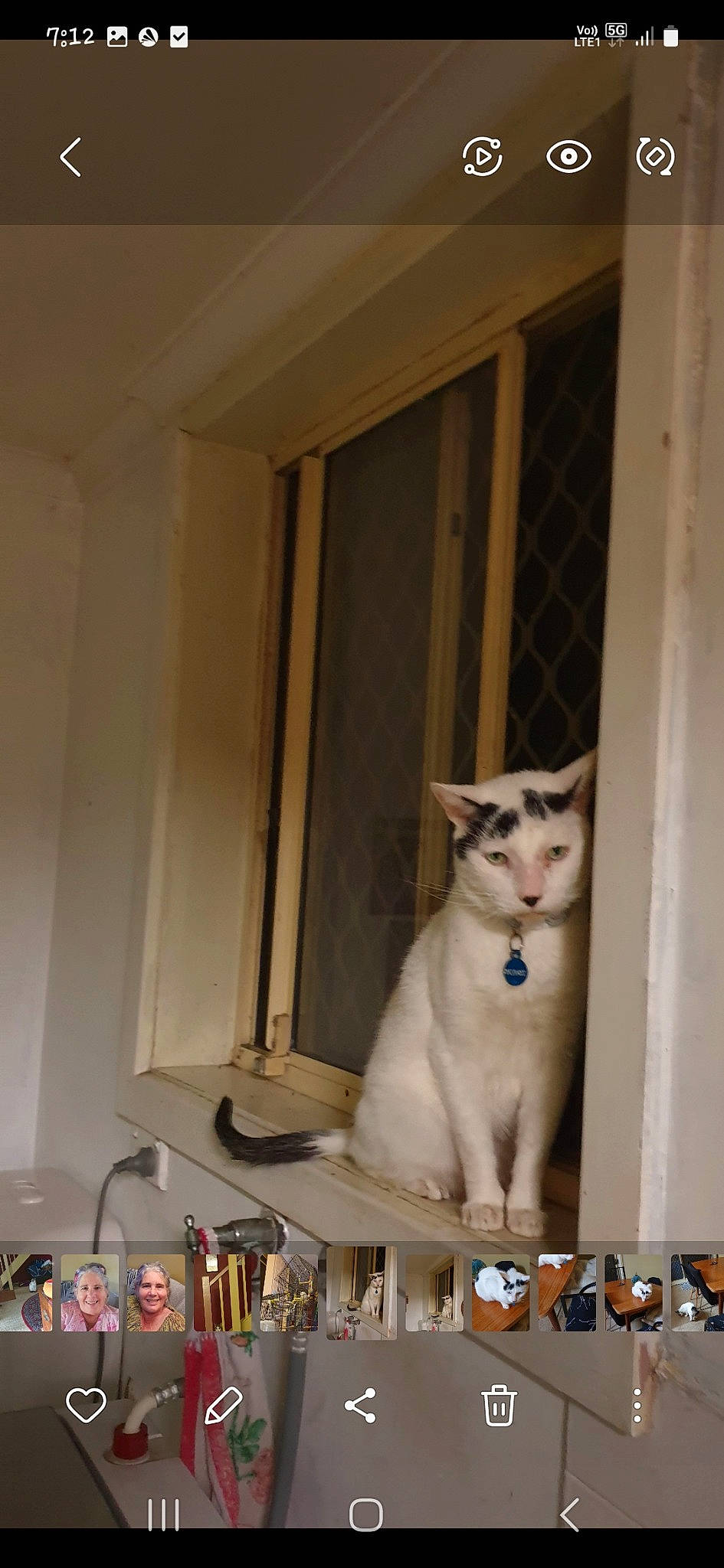 Felix is registered to the contest to win money with this photo: carnivore, cat, domestic_short_haired_cat, door, fawn, felidae, flooring, fur, hardwood, home_door, house, plaster, room, small_to_medium_sized_cats, tableware, tail, whiskers, window, window_covering, wood