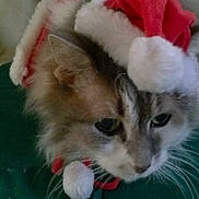Mittens is registered to the contest to win money with this photo: animal, cat, christmas, closeup, costume, cute, domestic_cat, ears, face, feline, festive, fluffy, fur, green_background, holiday, indoor, pet, resting, santa_hat, whiskers