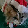 animal, cat, christmas, closeup, costume, cute, domestic_cat, ears, face, feline, festive, fluffy, fur, green_background, holiday, indoor, pet, resting, santa_hat, whiskers
