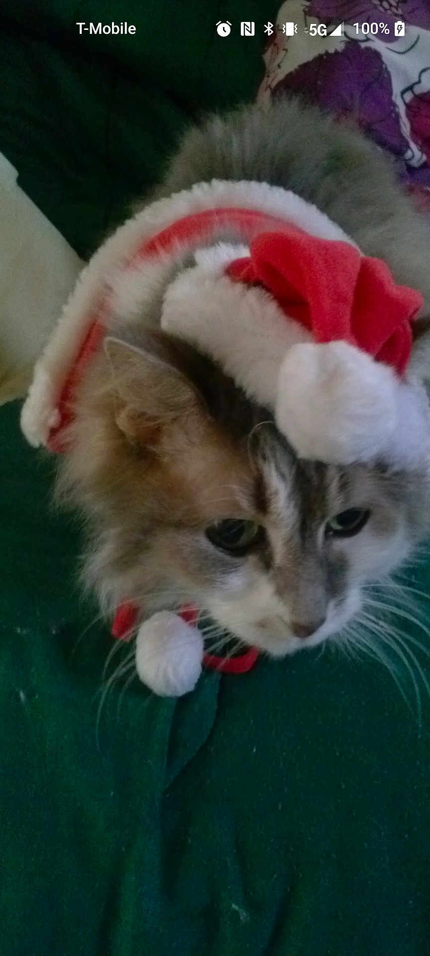 Mittens is registered to the contest to win money with this photo: animal, cat, christmas, closeup, costume, cute, domestic_cat, ears, face, feline, festive, fluffy, fur, green_background, holiday, indoor, pet, resting, santa_hat, whiskers