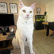 Kyros participe au concours pour gagner de l'argent avec cette photo : animal, cat, chair, couch, cozy, curious, domestic, fish_tank, furniture, indoor, living_room, pet, plant, sitting, television, tile_floor, wall_art, white_cat, wooden_table, yellow_eyes