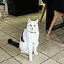 Kyros participe au concours pour gagner de l'argent avec cette photo : animal, bell, black_patch, calm, cat, chair, collar, cute, domestic_cat, floor_tiles, furniture, indoor, looking_at_camera, pet, plant, potted_plant, sitting, table, white_cat, yellow_eyes