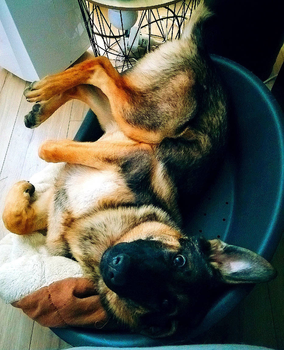 Ripley participe au concours pour gagner de l'argent avec cette photo : blue, canidae, carnivore, comfort, companion_dog, dog, dog_breed, ear, fawn, felidae, foot, fur, german_shepherd_dog, gesture, human_leg, jaw, paw, snout, sporting_group, whiskers