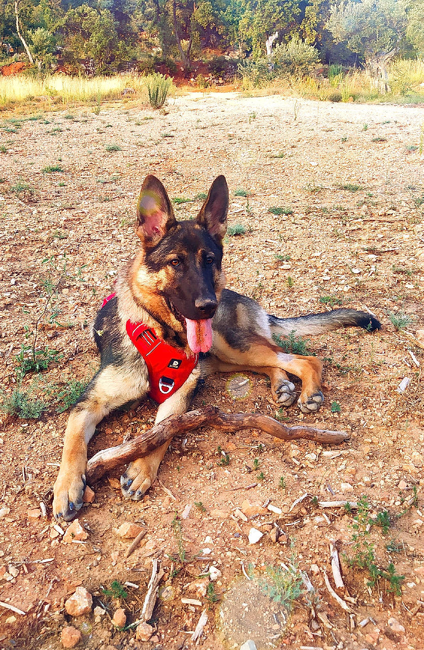 Ripley a rejoint le concours — aidez-le/la à gagner de superbes lots ! adventure, canidae, carnivore, dog, dog_breed, dog_hiking, dog_supply, east_european_shepherd, fawn, german_shepherd_dog, herding_dog, king_shepherd, old_german_shepherd_dog, plant, recreation, soil, sporting_group, tree, working_animal, working_dog