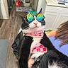 cat, tuxedo_cat, sunglasses, pink_harness, checkered_pattern, pet, animal, portrait, close_up, indoor, kitchen, bathroom, person, human_arm, black_and_white, whiskers, pink_nose, fashion, funny, photography