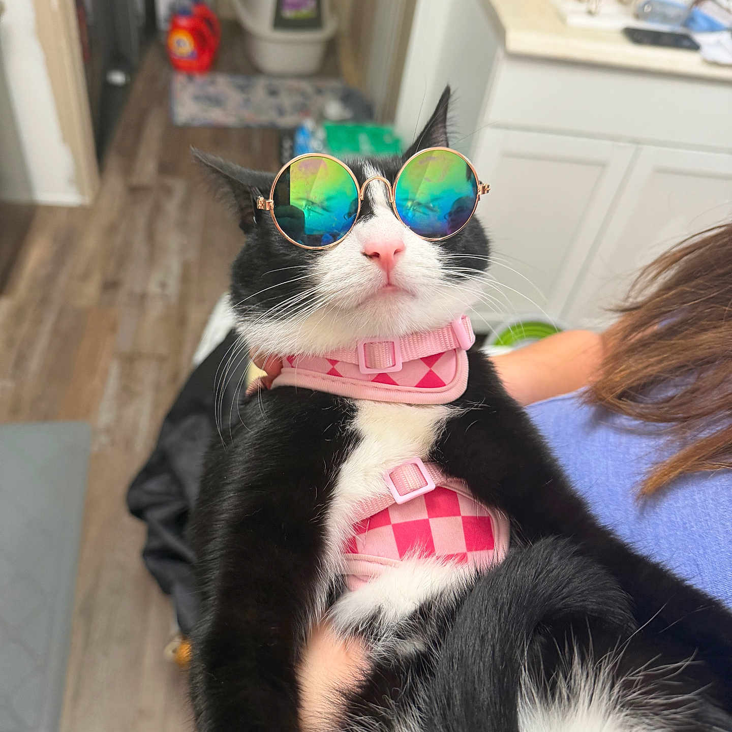 Chloe is registered to the contest to win money with this photo: cat, tuxedo_cat, sunglasses, pink_harness, checkered_pattern, pet, animal, portrait, close_up, indoor, kitchen, bathroom, person, human_arm, black_and_white, whiskers, pink_nose, fashion, funny, photography