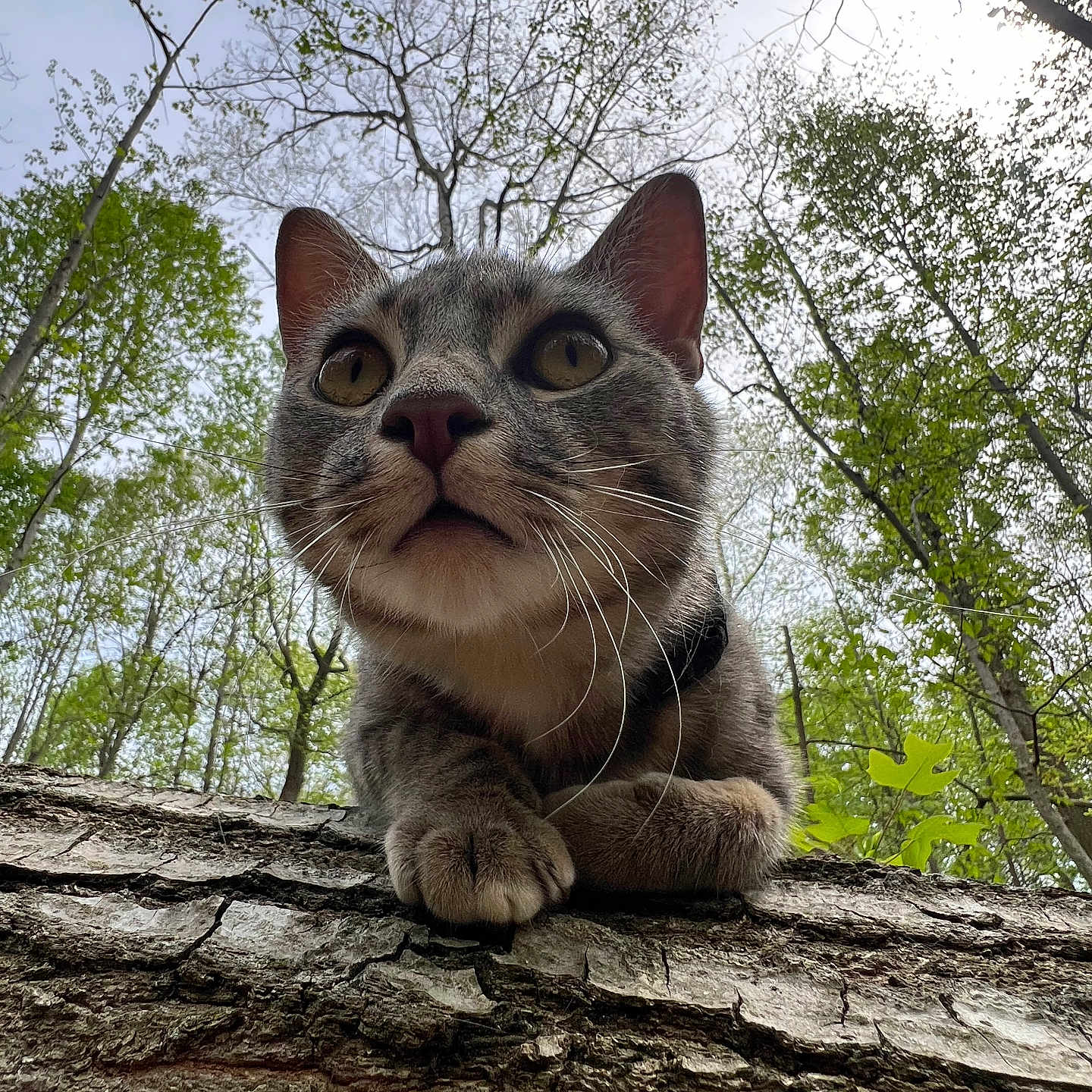 Nala