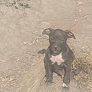 Django is registered to the contest to win money with this photo: animal, bostonbull, boxer, bulldog, canine, chihuahua, dog, frenchbulldog, hound, labradorretriever, mud, pet, pitbull, pointer, puppy, snout