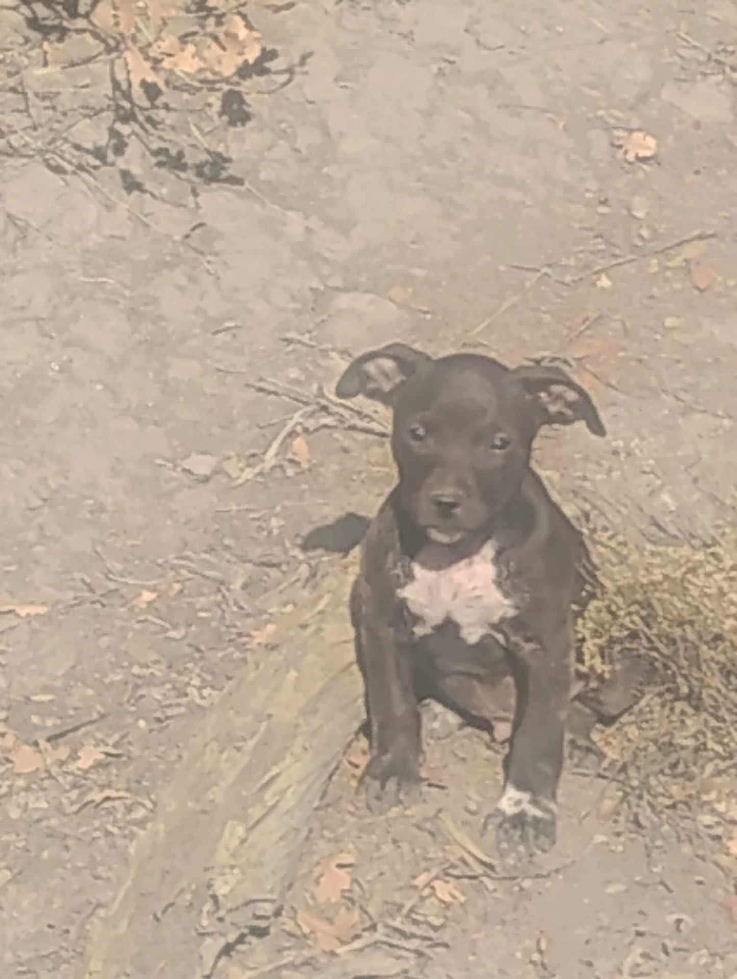 Django is registered to the contest to win money with this photo: animal, bostonbull, boxer, bulldog, canine, chihuahua, dog, frenchbulldog, hound, labradorretriever, mud, pet, pitbull, pointer, puppy, snout