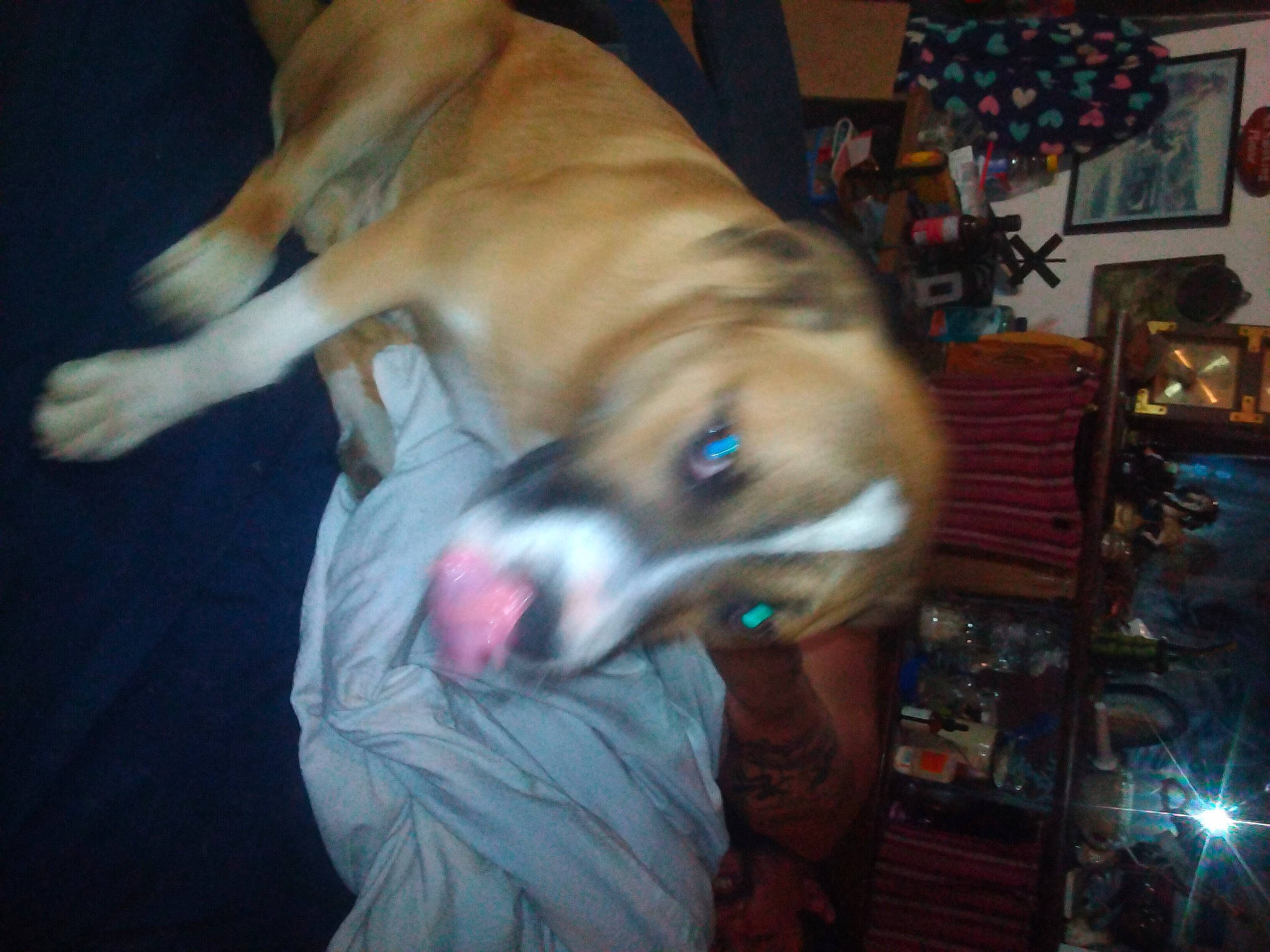 Bandit is registered to the contest to win money with this photo: canidae, carnivore, christmas, comfort, companion_dog, dog, dog_breed, dog_supply, event, fawn, fur, guard_dog, holiday, non_sporting_group, paw, picture_frame, sporting_group, toy_dog, whiskers, working_animal