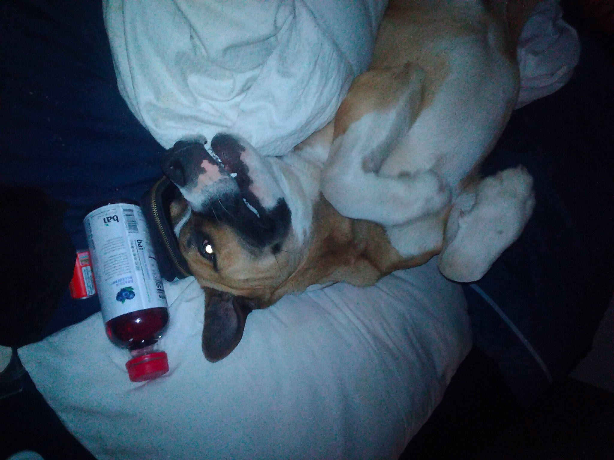 Bandit joined the competition — help win amazing prizes! canidae, carmine, carnivore, comfort, companion_dog, dog, dog_breed, drinkware, ear, fawn, fur, gadget, nail, paw, plastic_bottle, sporting_group, tail, toy_dog, whiskers, wrist