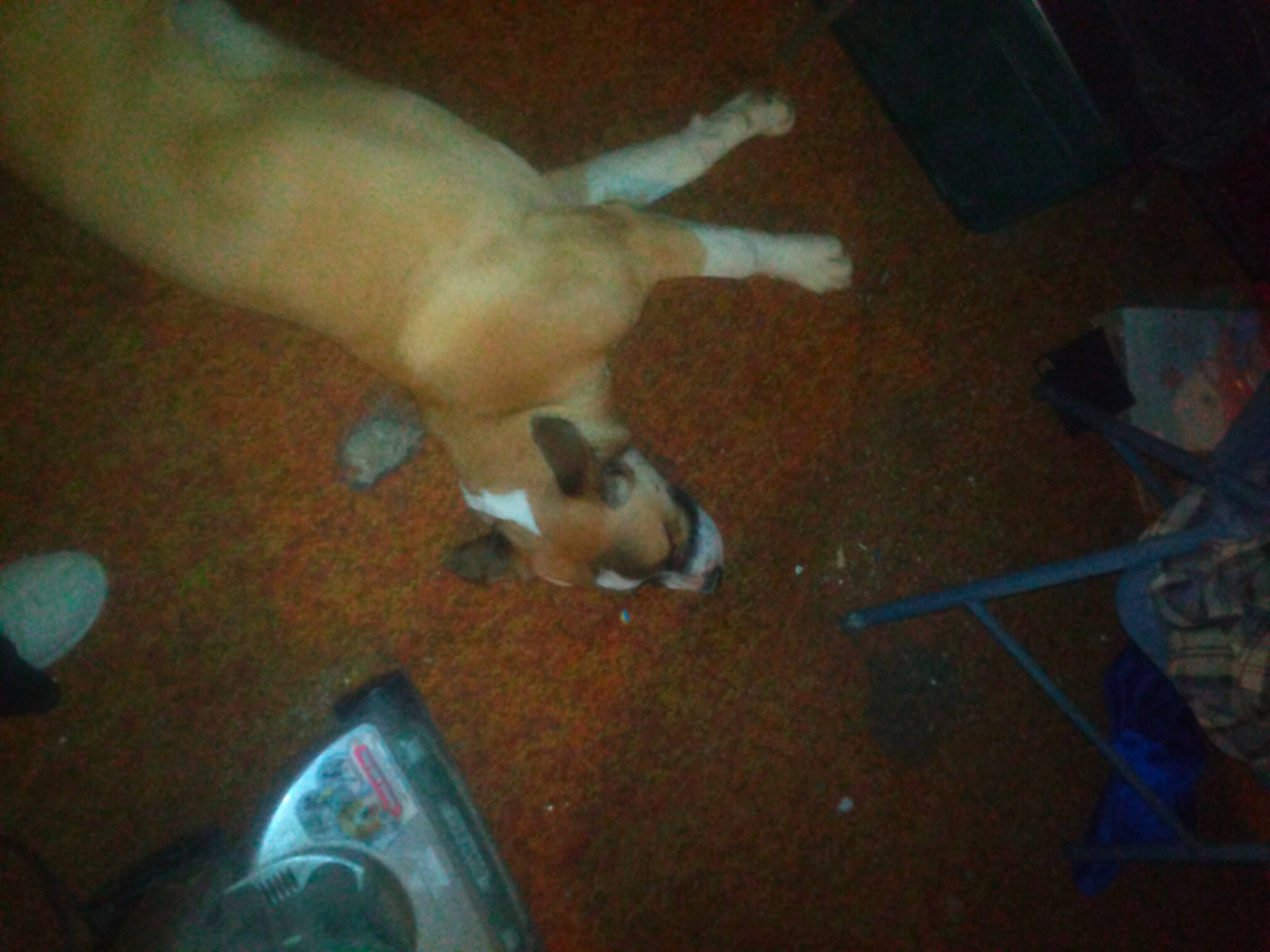 Bandit joined the competition — help win amazing prizes! canidae, carnivore, companion_dog, dog, dog_breed, fawn, felidae, floor, flooring, foot, fur, hardwood, non_sporting_group, paw, small_to_medium_sized_cats, snout, sporting_group, tail, whiskers, wood