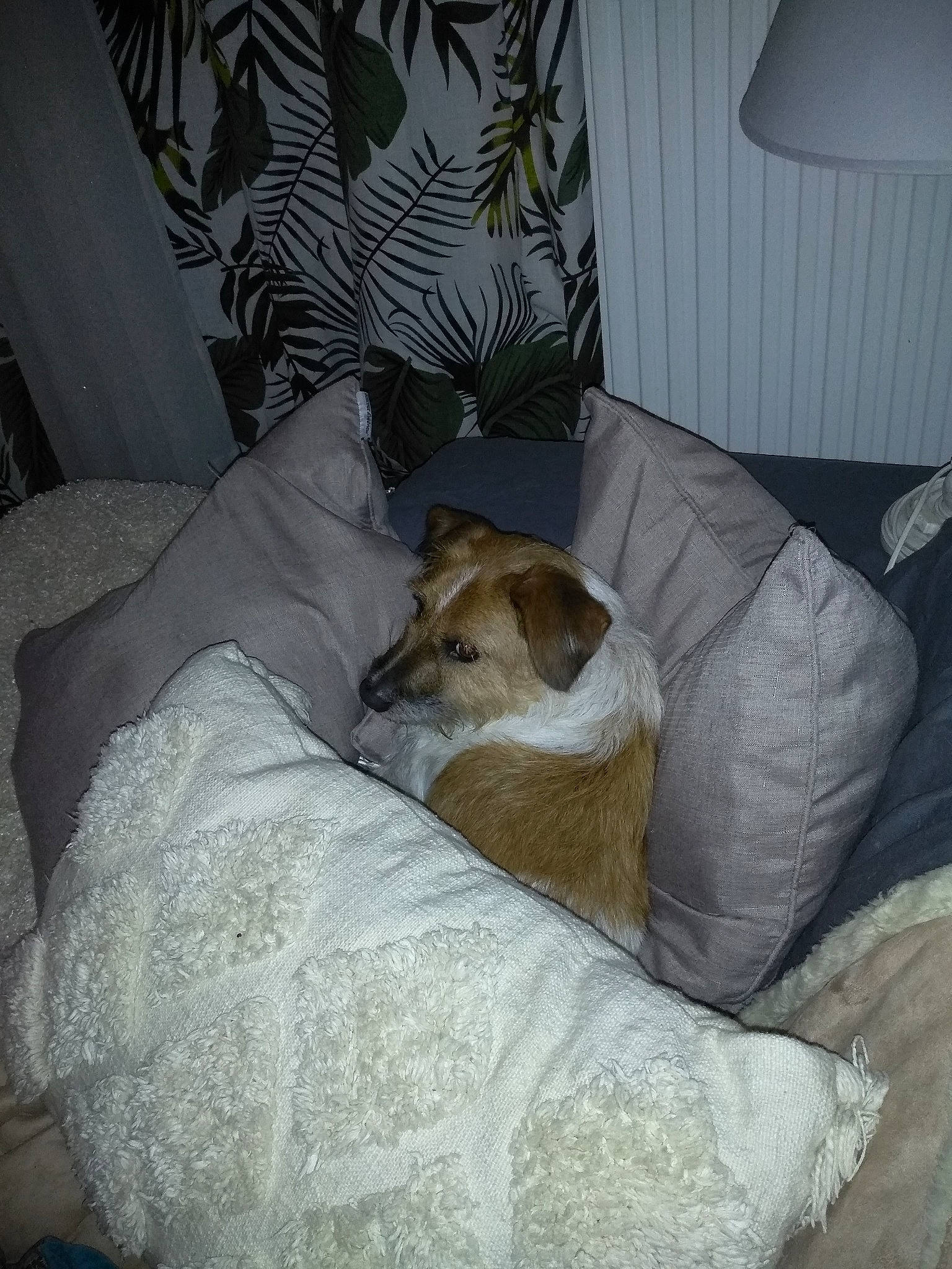 Rasta participe au concours pour gagner de l'argent avec cette photo : blanket, canidae, carnivore, comfort, companion_dog, couch, dog, dog_breed, fawn, felidae, fur, lamp, linens, living_room, nap, room, sleep, small_to_medium_sized_cats, sporting_group, whiskers