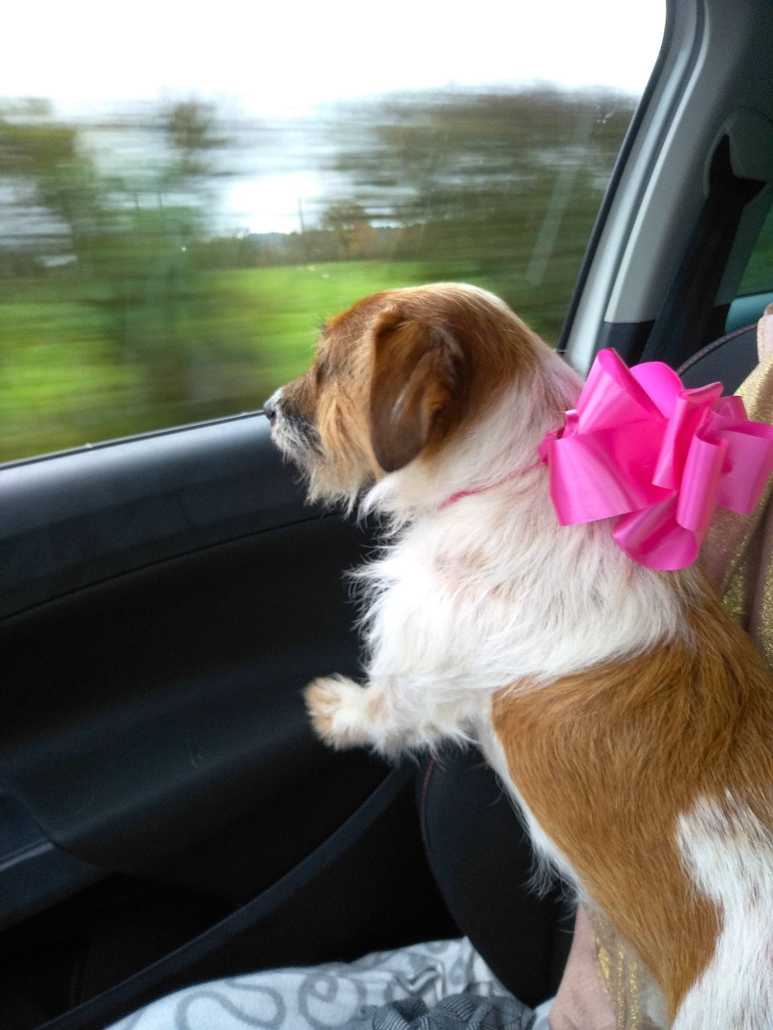 Rasta a rejoint le concours — aidez-le/la à gagner de superbes lots ! auto_part, automotive_exterior, automotive_mirror, automotive_window_part, carnivore, collar, companion_dog, dog, dog_breed, dog_collar, fawn, fur, glass, liver, tail, vehicle, vehicle_door, whiskers, window, windshield