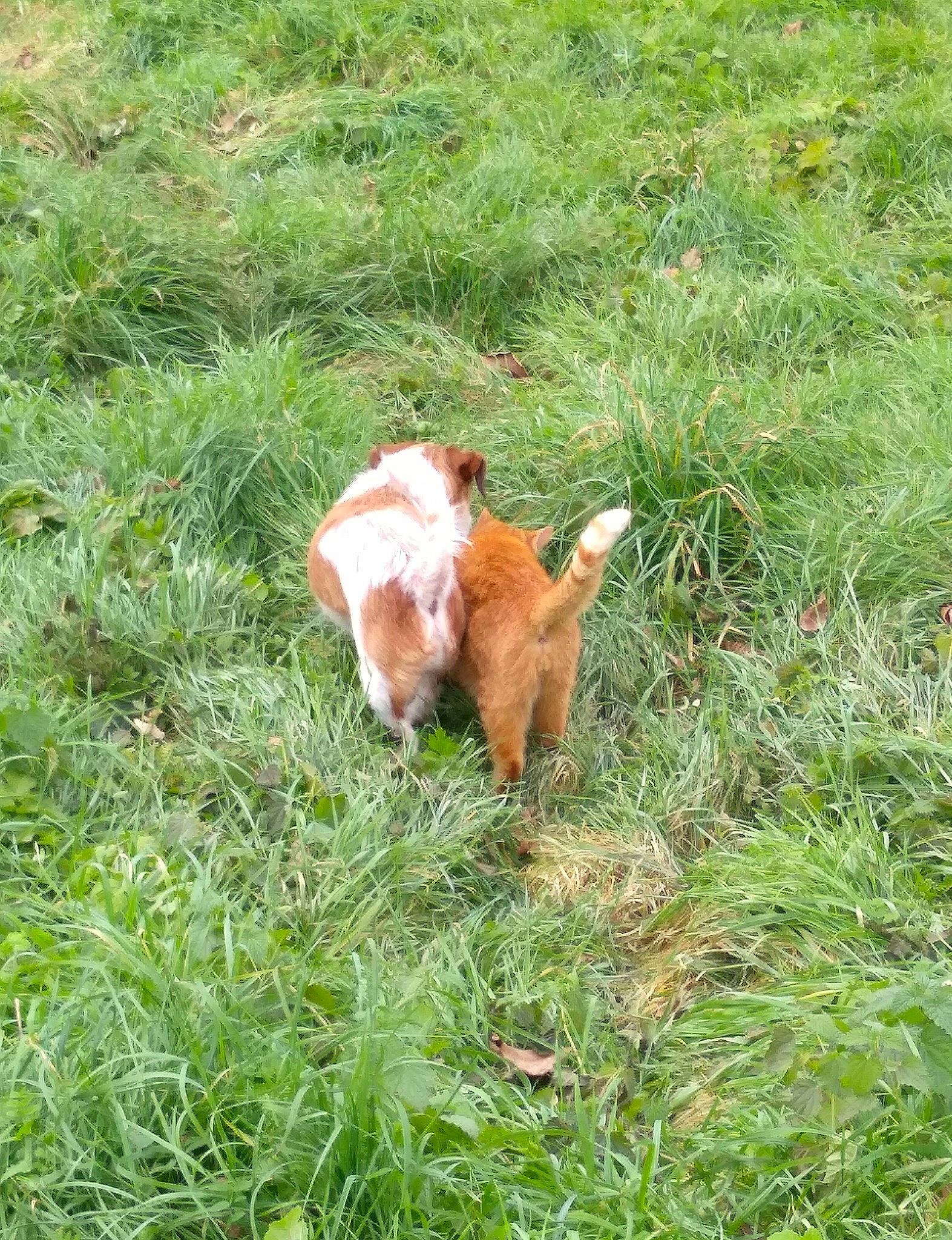 Rasta participe au concours pour gagner de l'argent avec cette photo : canidae, companion_dog, dog_breed, field, goat, goats, grass, grassland, grazing, groundcover, human_leg, liver, livestock, meadow, natural_landscape, pasture, plant, prairie, tail, terrestrial_animal