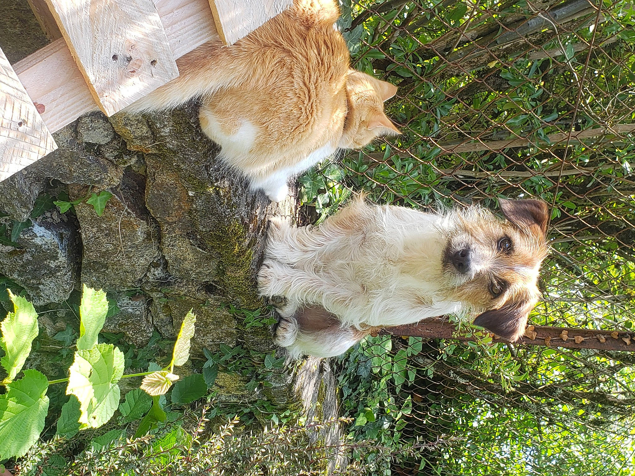 Rasta participe au concours pour gagner de l'argent avec cette photo : canidae, carnivore, companion_dog, dog_breed, fawn, felidae, fur, grass, groundcover, plant, rodent, small_to_medium_sized_cats, snout, sporting_group, tail, terrestrial_animal, tree, trunk, whiskers, wildlife