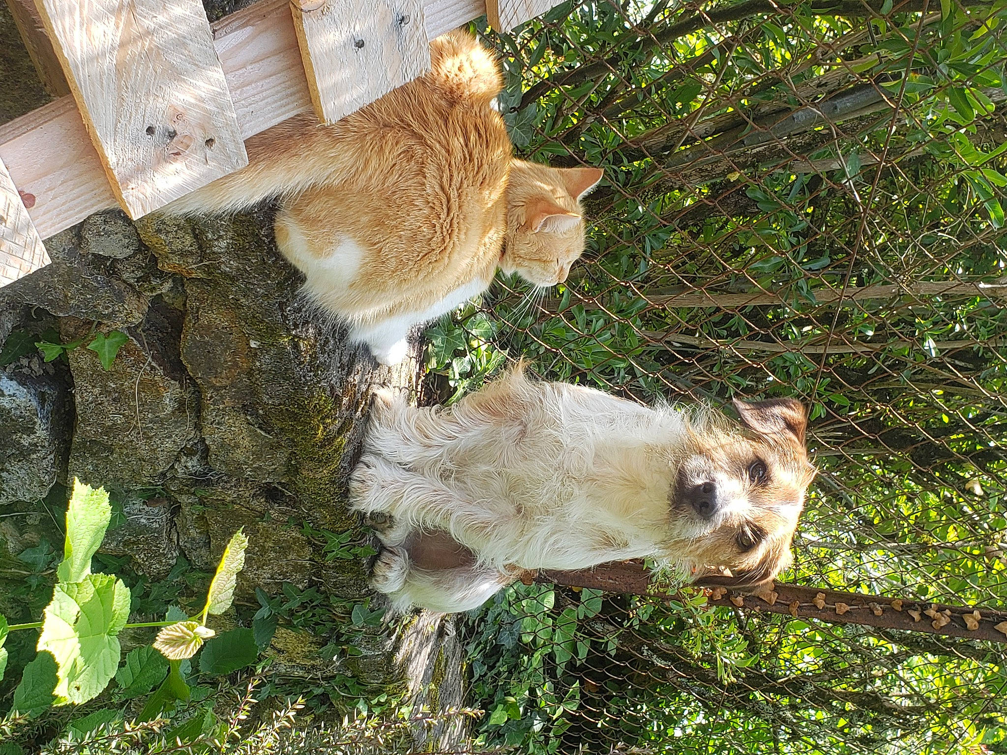 Sally a rejoint le concours — aidez-le/la à gagner de superbes lots ! canidae, carnivore, cat, companion_dog, dog_breed, domestic_short_haired_cat, fawn, felidae, fur, grass, groundcover, plant, small_to_medium_sized_cats, snout, sporting_group, tail, terrestrial_animal, tree, trunk, whiskers