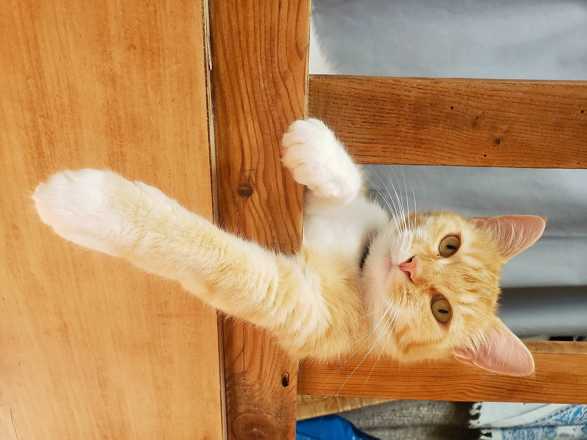 Sally a rejoint le concours — aidez-le/la à gagner de superbes lots ! carnivore, cat, claw, domestic_short_haired_cat, fawn, felidae, flooring, foot, fur, hardwood, paw, plywood, small_to_medium_sized_cats, snout, tail, whiskers, wood, wood_stain