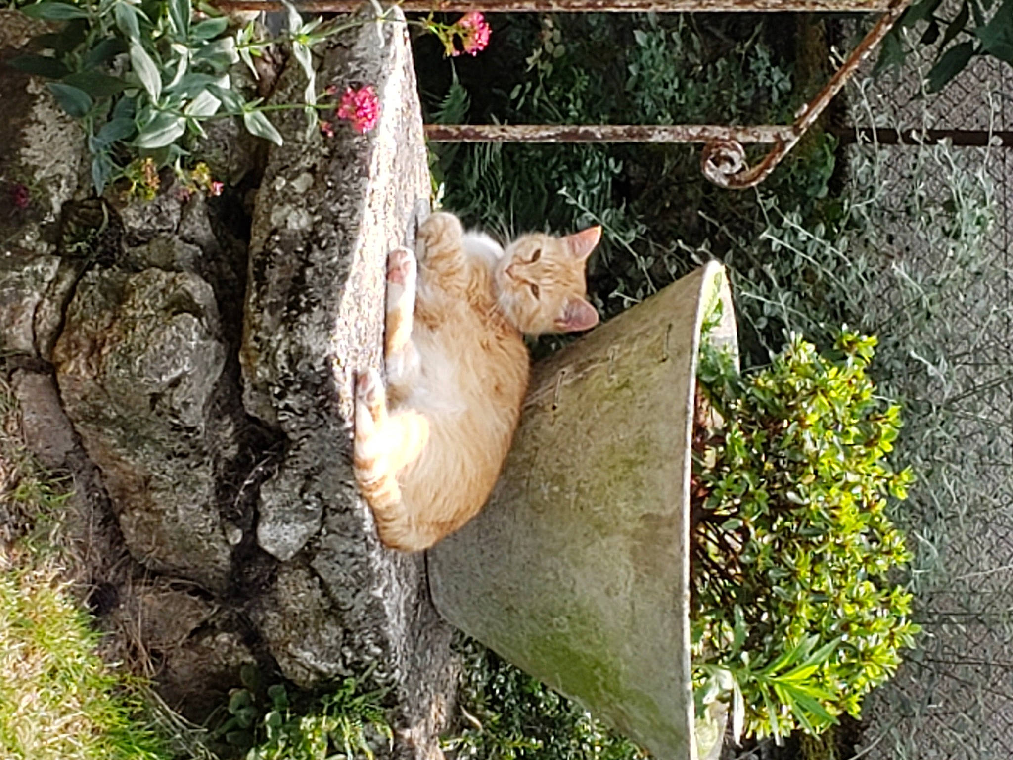 Sally a rejoint le concours — aidez-le/la à gagner de superbes lots ! beak, bird, chicken, duck, fawn, fruit, garden, grass, lawn_ornament, organism, petal, plant, poultry, soil, tail, tree, trunk, twig, wildlife, wood